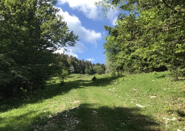 clairiere
