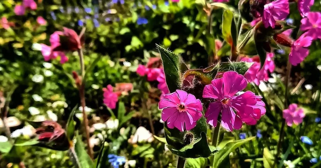 Fleurs