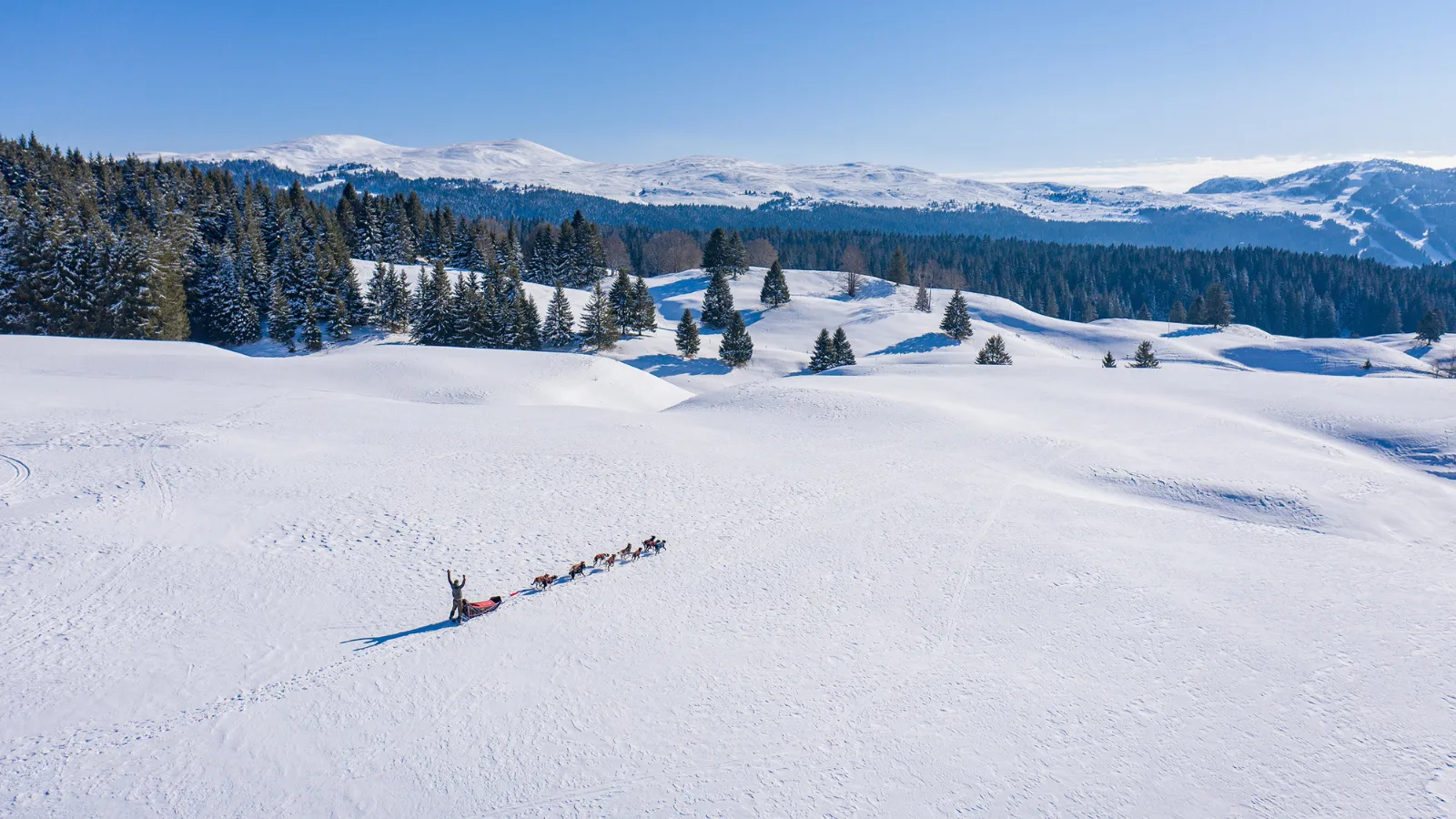 Sled dogs - Pays de Gex - Monts Jura