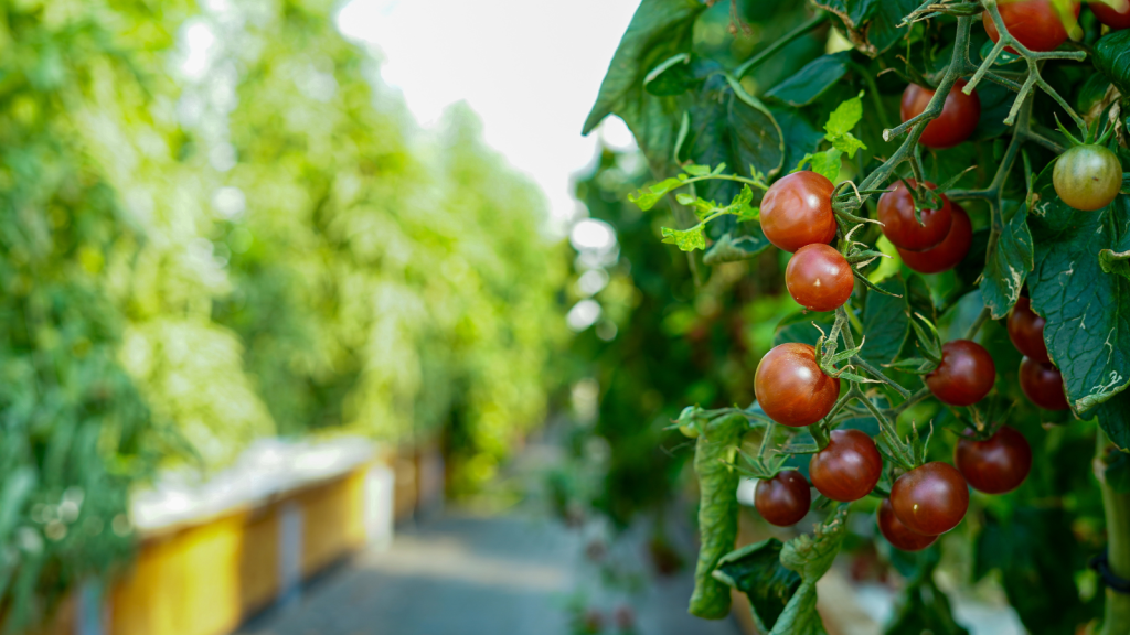Aquaponics farm in the Pays de Gex