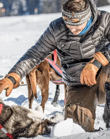 Chiens de traineaux