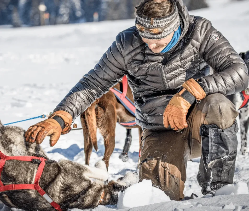 Chiens de traineaux