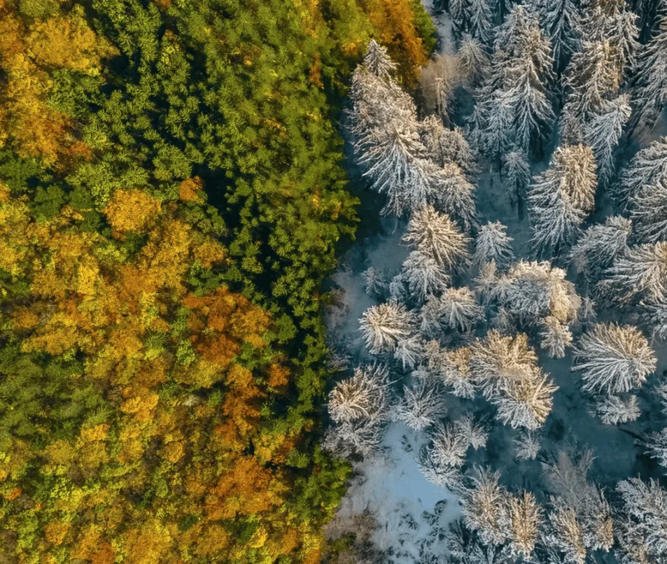 Forêt automne et neige