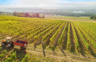 Vendanges Domaine de Mucelle