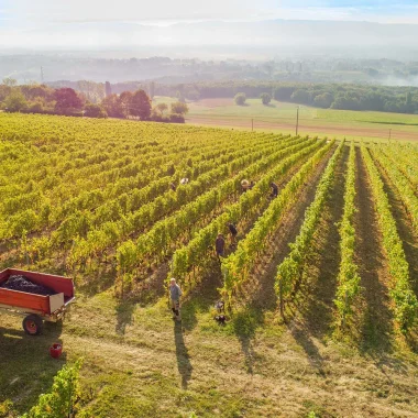 Vendanges Domaine de Mucelle