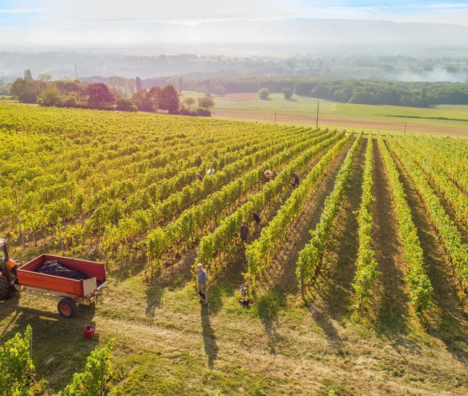 Vendanges Domaine de Mucelle