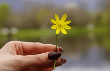 Fleur à l'étang de Cessy