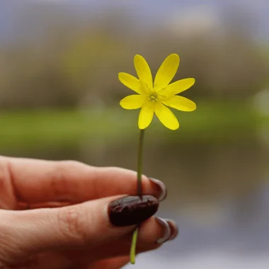 Fleur à l'étang de Cessy