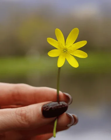 Fleur à l'étang de Cessy