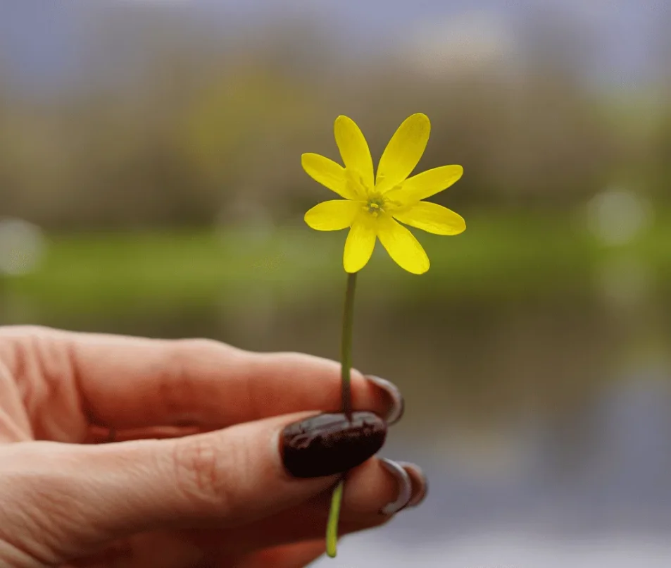 Fleur à l'étang de Cessy