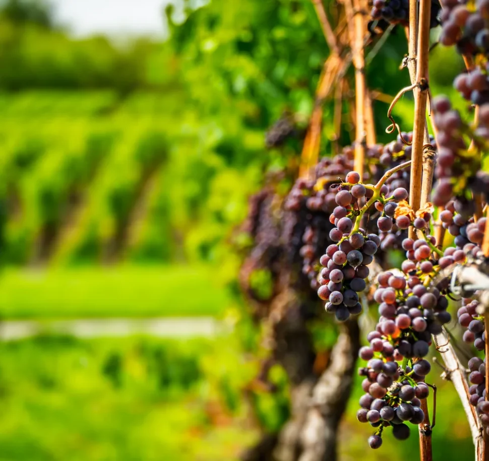 Domaine de Mucelle