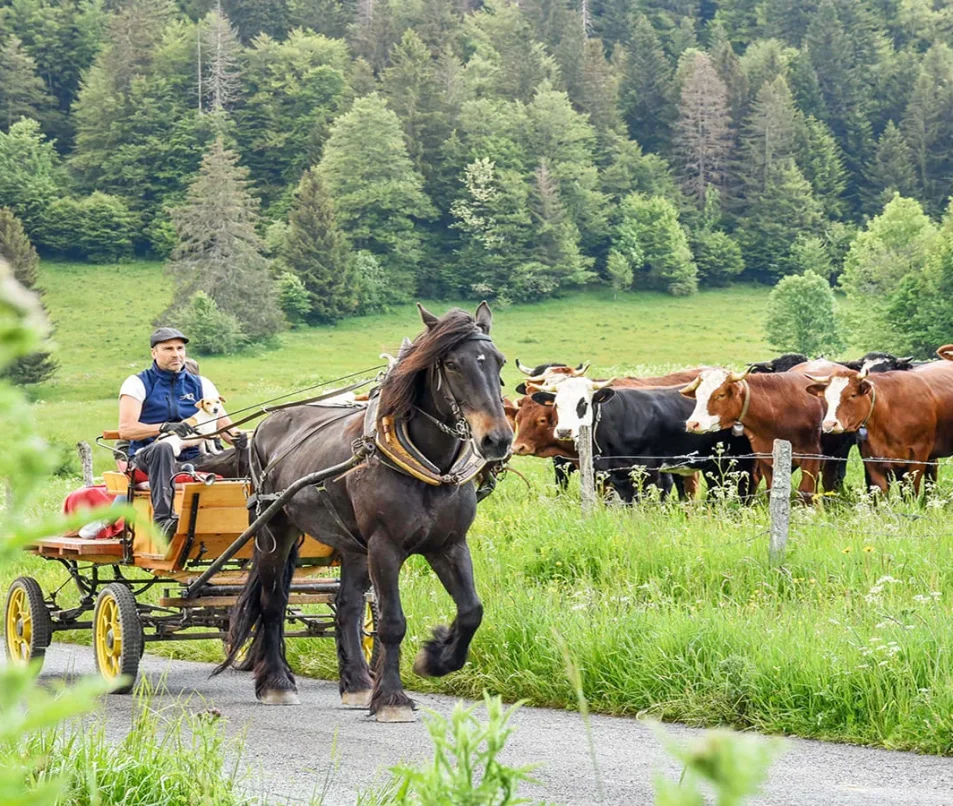Accompanied outings - Horse-drawn carriage