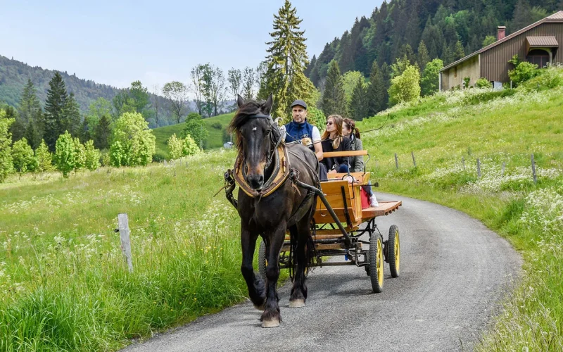 Accompanied outings - Horse-drawn carriage