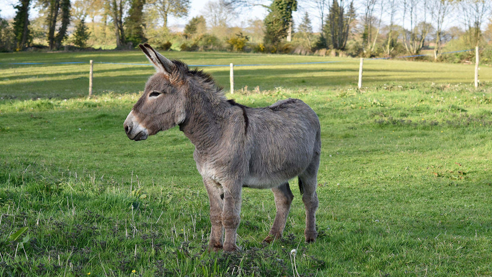 Travel with a donkey along the Valserine river